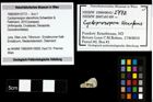Foto (Objekt + Etiketten) von Cycloprosopon stenofrons (Schweitzer & Feldmann, 2010) 